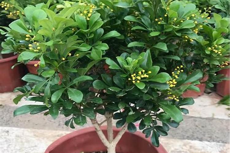 米兰花用什么肥料可以让它开花 花将陆续不断开放