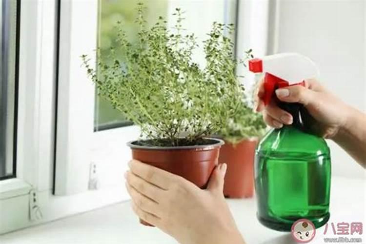 绿植夏天能施肥吗