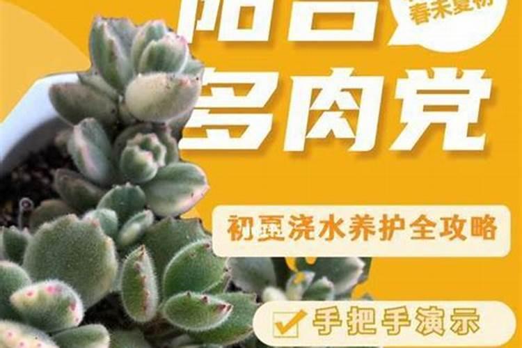 太阳花夏季高温能施肥吗