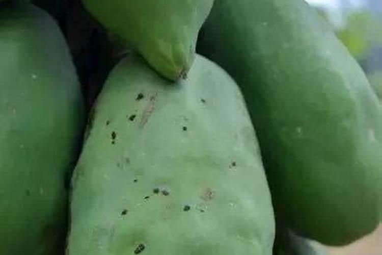 大蒜种植什么时候用肥料比较好？大蒜用昆仑风叶面肥抗病增产!