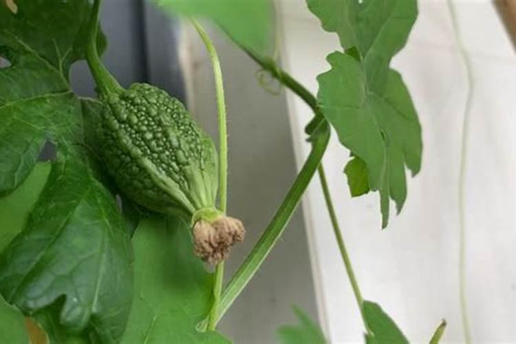 元宝树如何养护