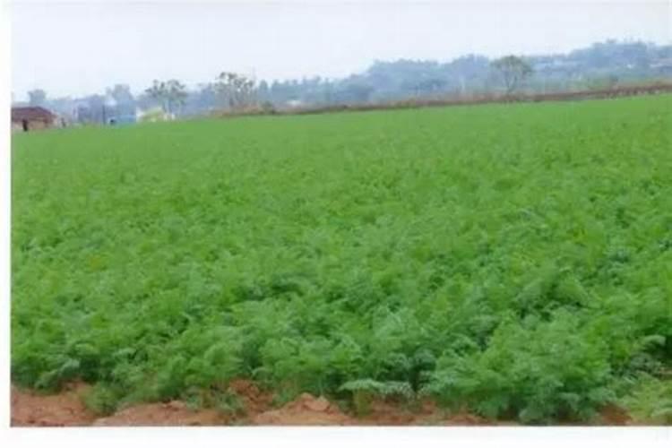 促进开花的肥料促开花需什么肥