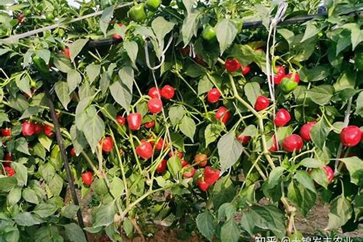 玉米几个叶喷叶面肥 怎么施肥效果最好