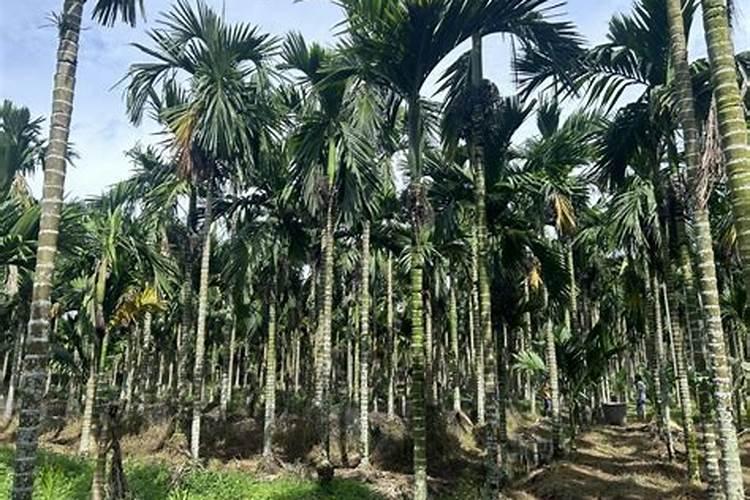 成年槟榔怎样施水肥？