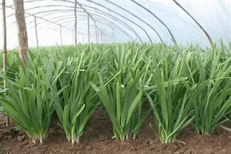 种植白菜、菠菜等以生产叶为主的植物需要多施( )A.氮肥B.磷肥C.钾肥...