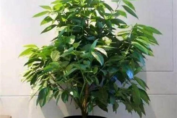 新栽的果树多久可以施肥