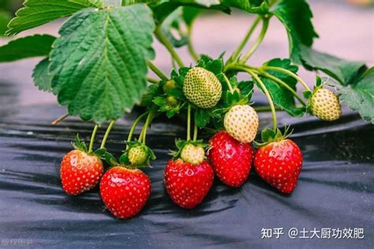 怎样合理使用硫酸钾？