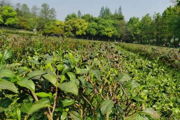 太原玉泉山樱花什么时候开