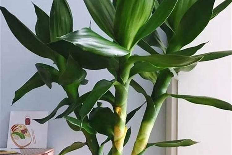 水培富贵竹怎么施肥