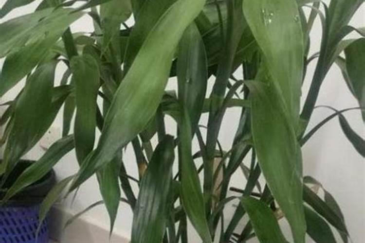 水养富贵竹施什么肥？