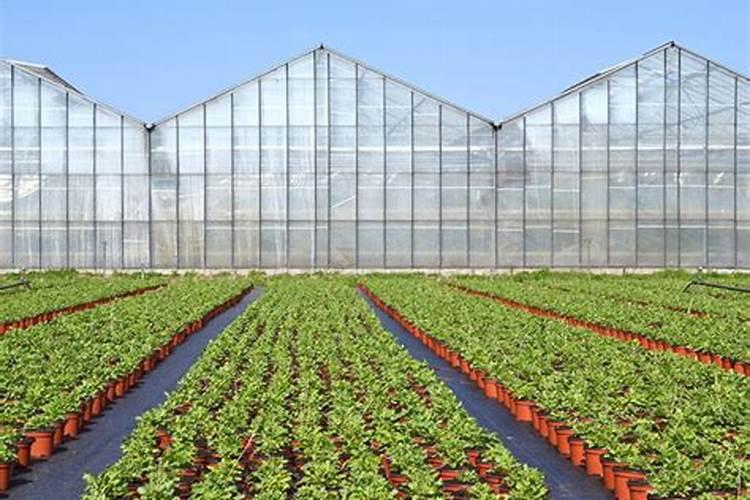 如何给桂花树施肥