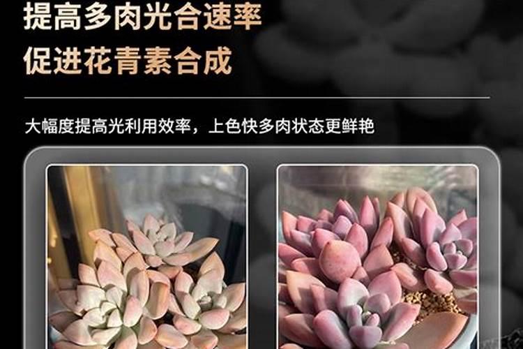 葡萄用什么肥料好