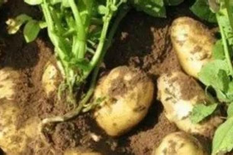 土豆追肥用什么肥料？用了这些肥料土豆养得活才怪