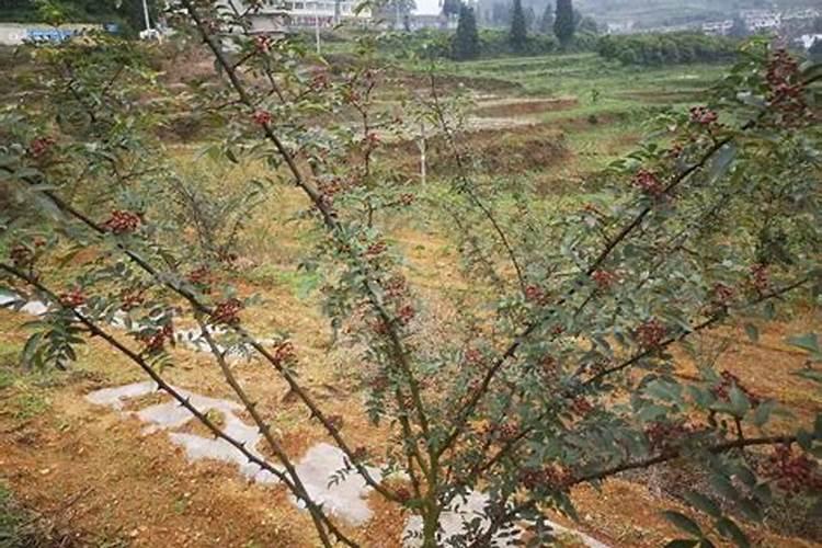 金桔什么时候施肥