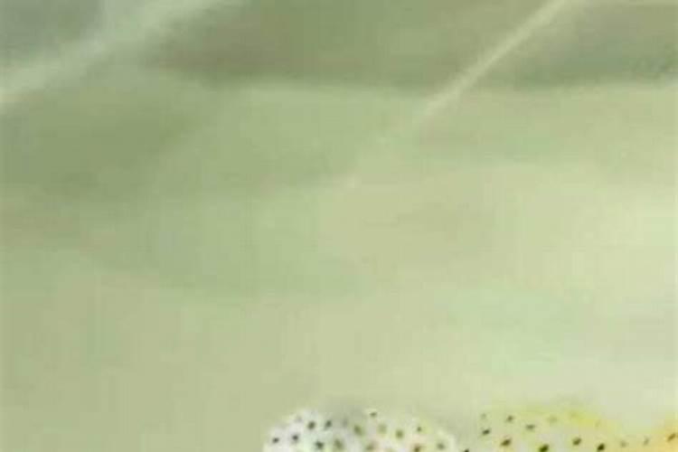 西瓜苗用什么肥料生根快,西瓜苗几月份开始育苗