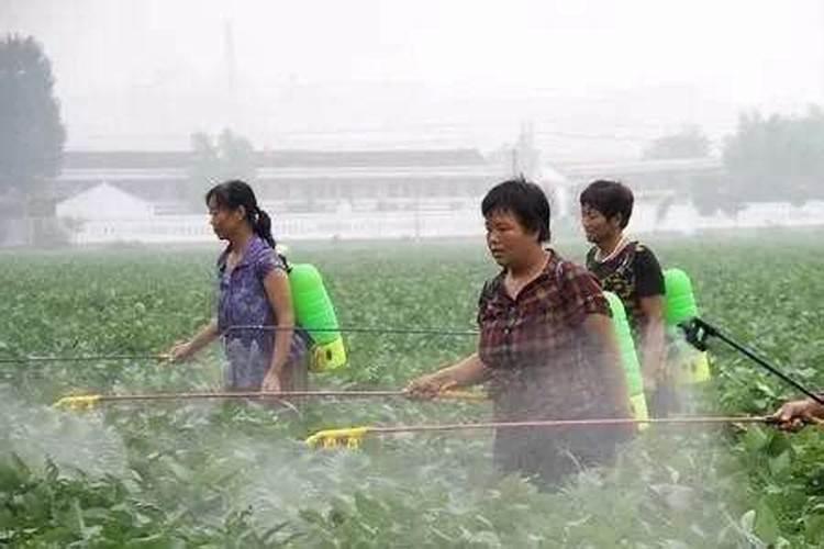 荔枝如何进行控梢促花