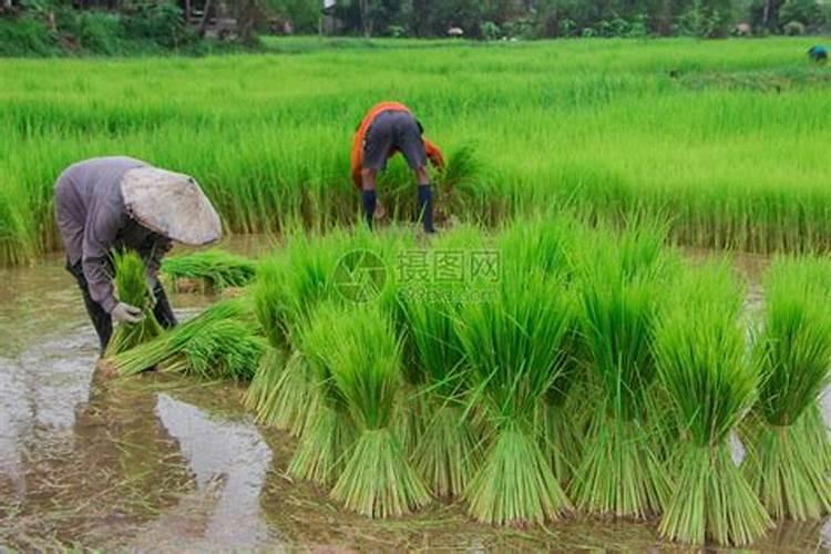 砂质土.壤土.黏质土分别可以种哪些植物？