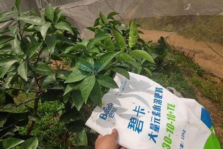 对石榴树施肥50斤水放多少钾肥？