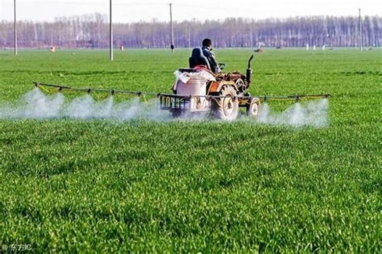 一般皇帝柑一个月施几次肥、在冬季施什么肥比较好