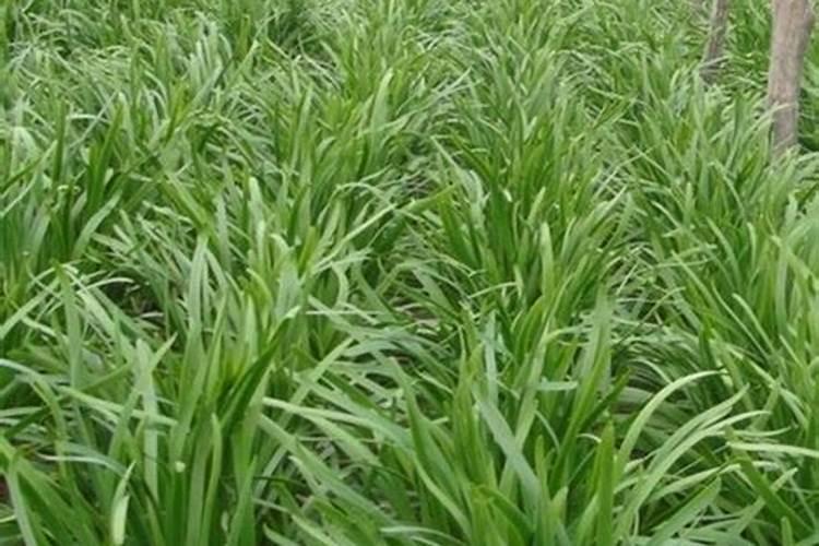 山地、粘土地种玉米 、花生用什么肥好？