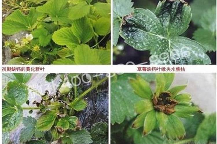 在种植的过程中 草莓需要补钙吗 草莓缺钙怎么办用什么补钙最好百度...
