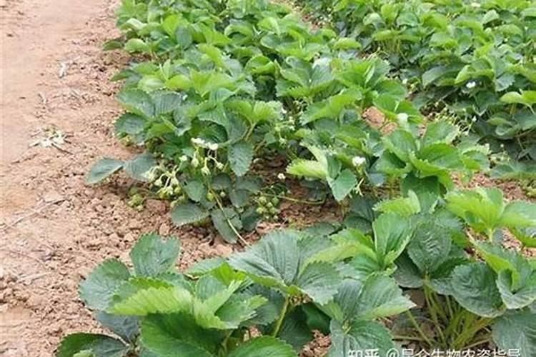 在种植草莓过程中需要补钙吗 草莓缺钙怎么办用什么补钙最好