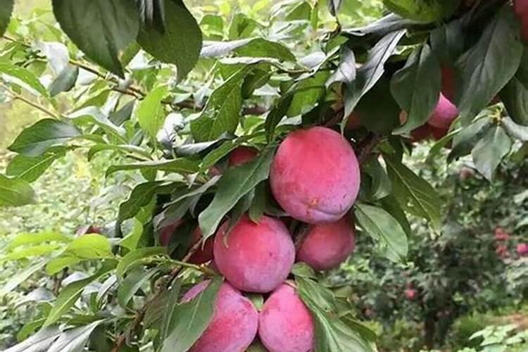 吃槟榔有什么害？