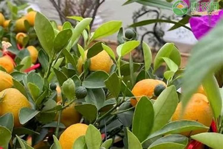 经常吃槟榔有什么坏处