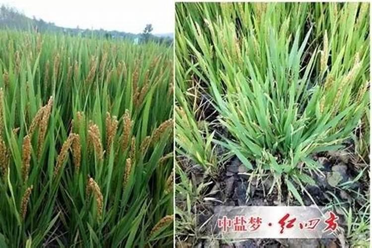 黄瓜施肥的正确方法