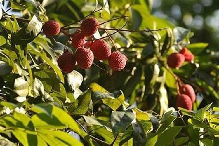 冬青(枝)的叶子能泡茶喝吗？