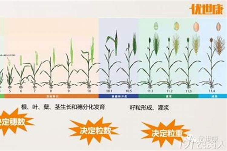 小麦拔节期追肥的技术要点,附注意事项