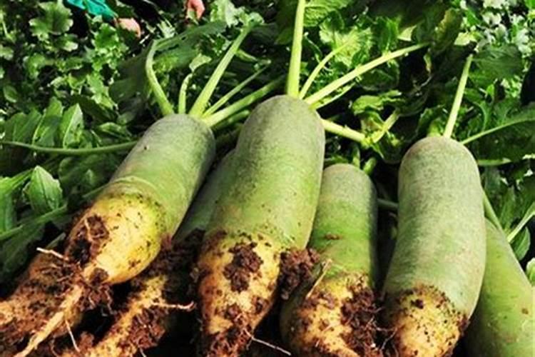 萝卜对土壤有哪些要求？种植萝卜如何正确施肥？