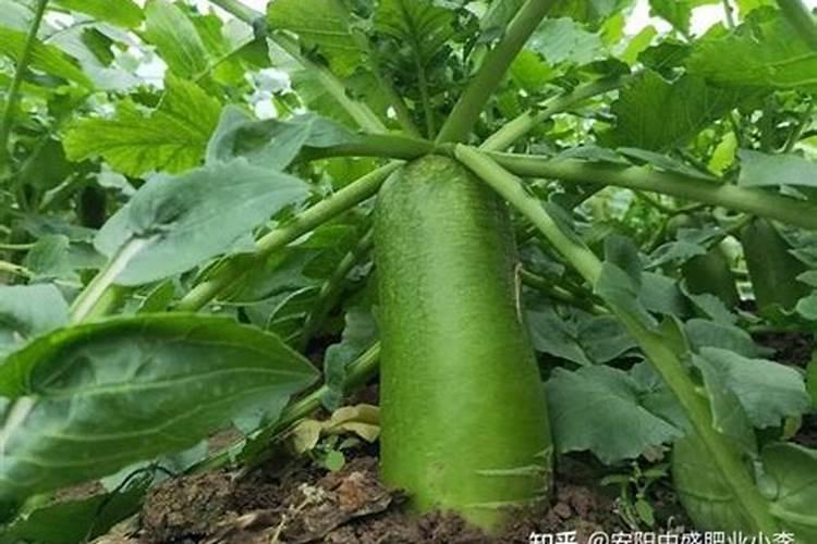 萝卜一般什么施肥