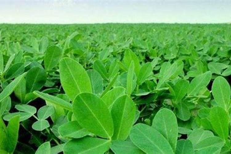 草甘膦、草甘膦胺盐、草甘膦异丙胺盐的除草效果有什么区别？百度...