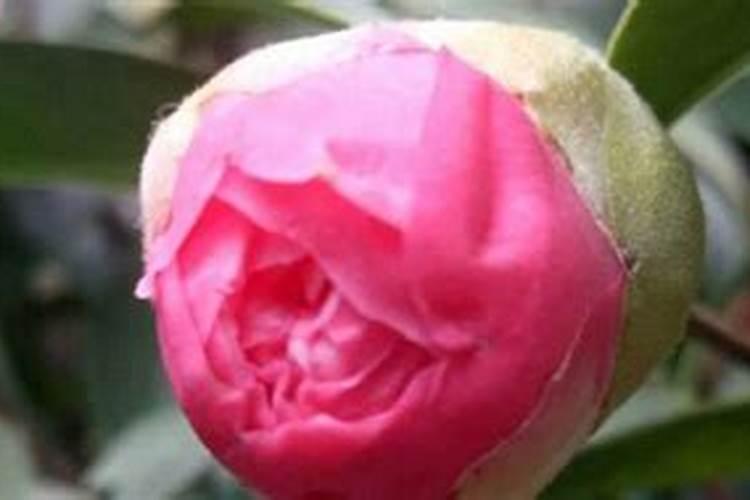 盆栽茶花施什么肥好(茶花施什么肥比较好)