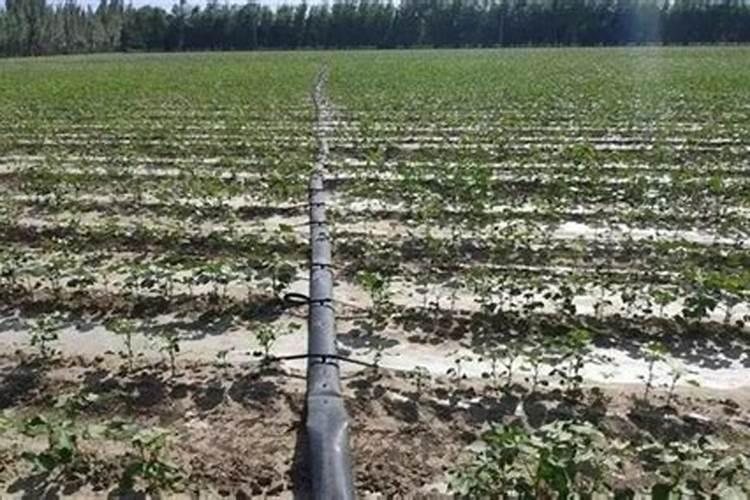 草莓结果期打什么叶面肥长的快？草莓保花保果叶面喷什么好？