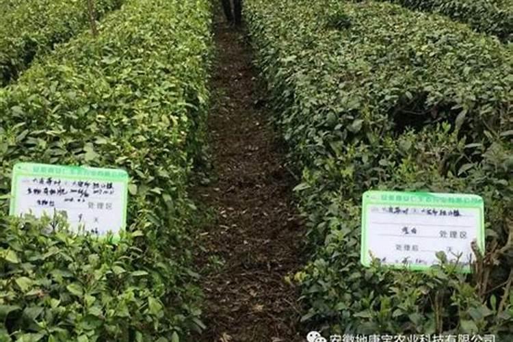 四季星这个牌子的电动车如何