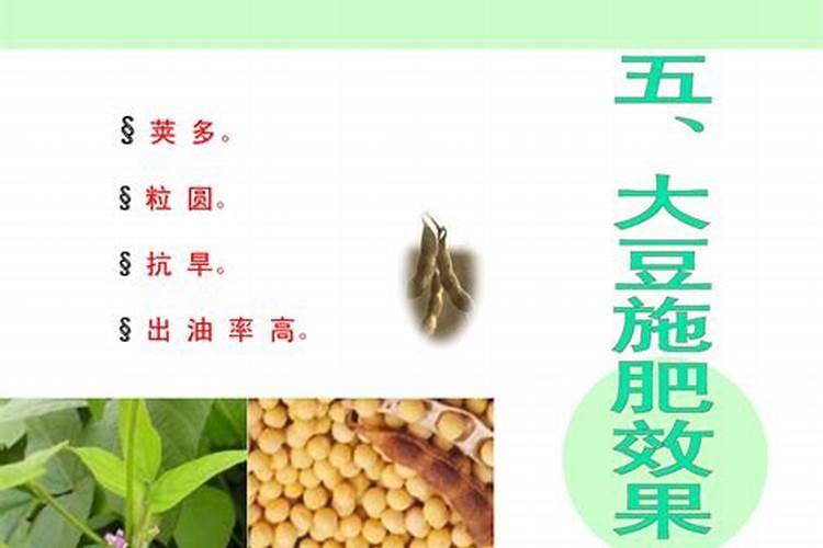 大豆生育后期根外追肥很关键,根外追肥怎么做？