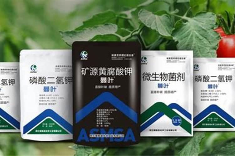 小番茄喷施什么叶面肥,生根快？