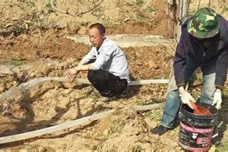 橘子裂果是什么原因？