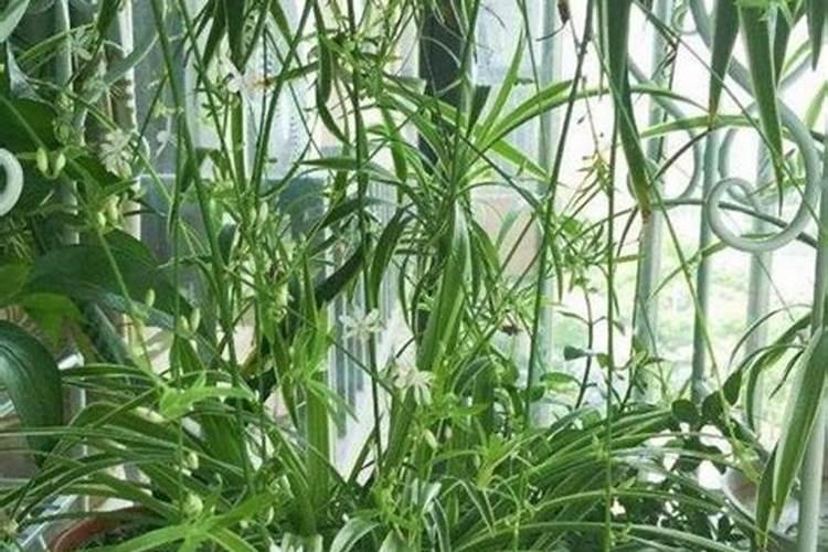 四季茶花浇水的正确方法