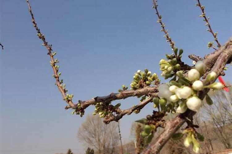 茶油树施肥不盖土可以吗