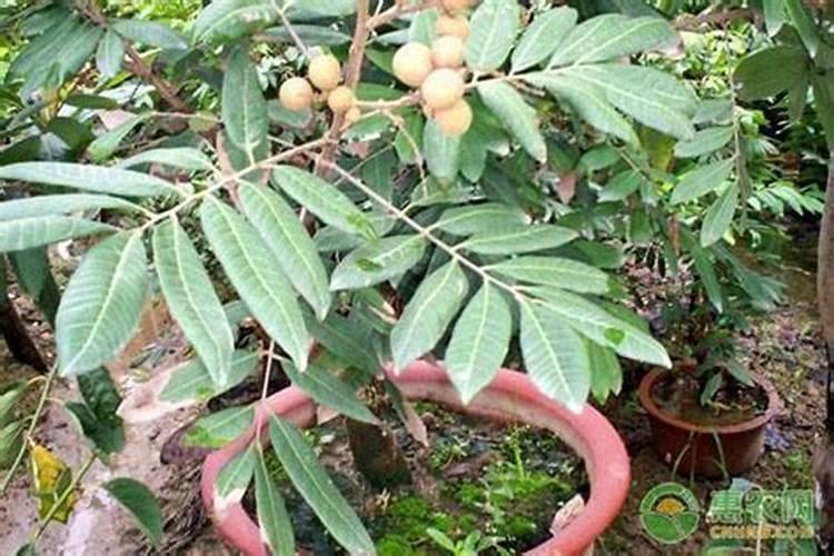 花生喷施硼肥的最佳时间 什么时候喷施最好