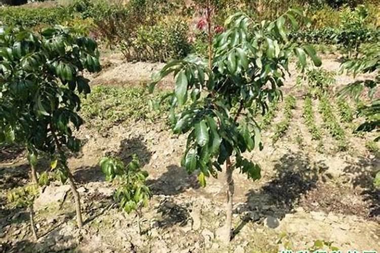 龙眼幼树的施肥原则 怎么施肥能高产