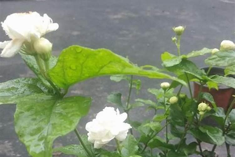 昌都十大购物胜地排名:白马兵站上榜,多家小超市