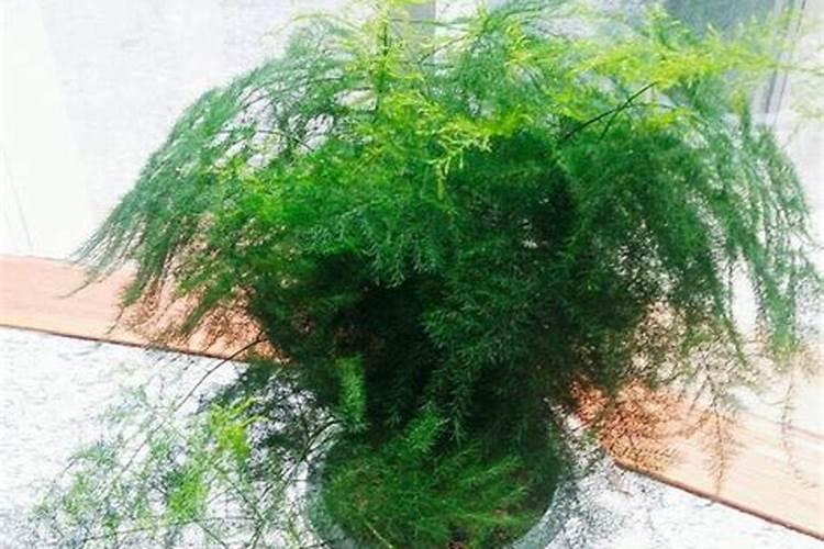 草木灰肥效持续多久