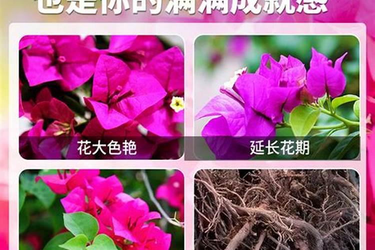 如何让三角梅快速生根