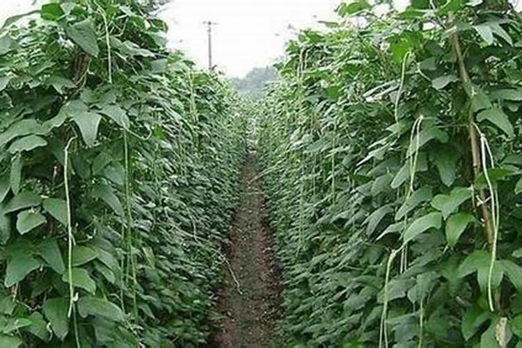 磷酸二氢钾、尿素用作叶面肥,怎样配比？