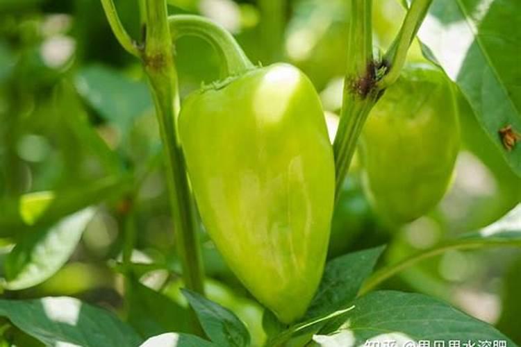 茶叶采摘前可否喷叶面肥