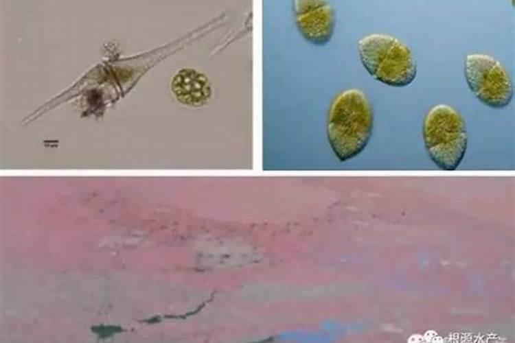 青笋与莴笋的区别